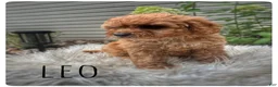 Cavapoo dogs for sale: Leo - Ad 2