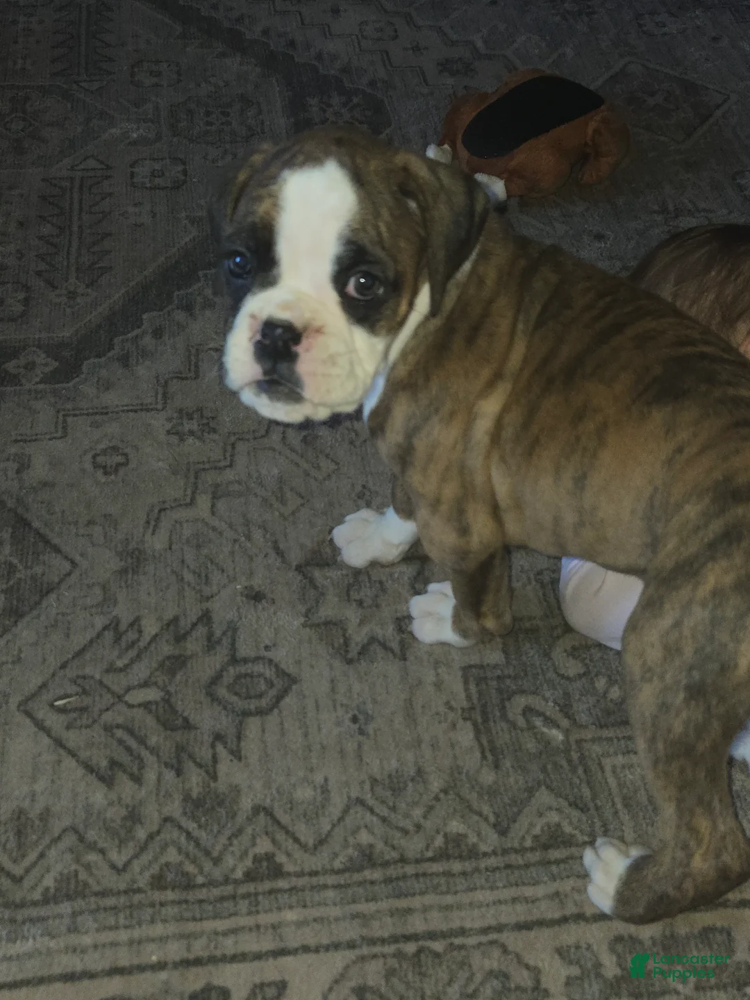 Boxer dogs for sale: Diamond  - Ad 17