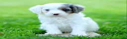 Cavapoo dogs for sale: Elmo - Ad 2