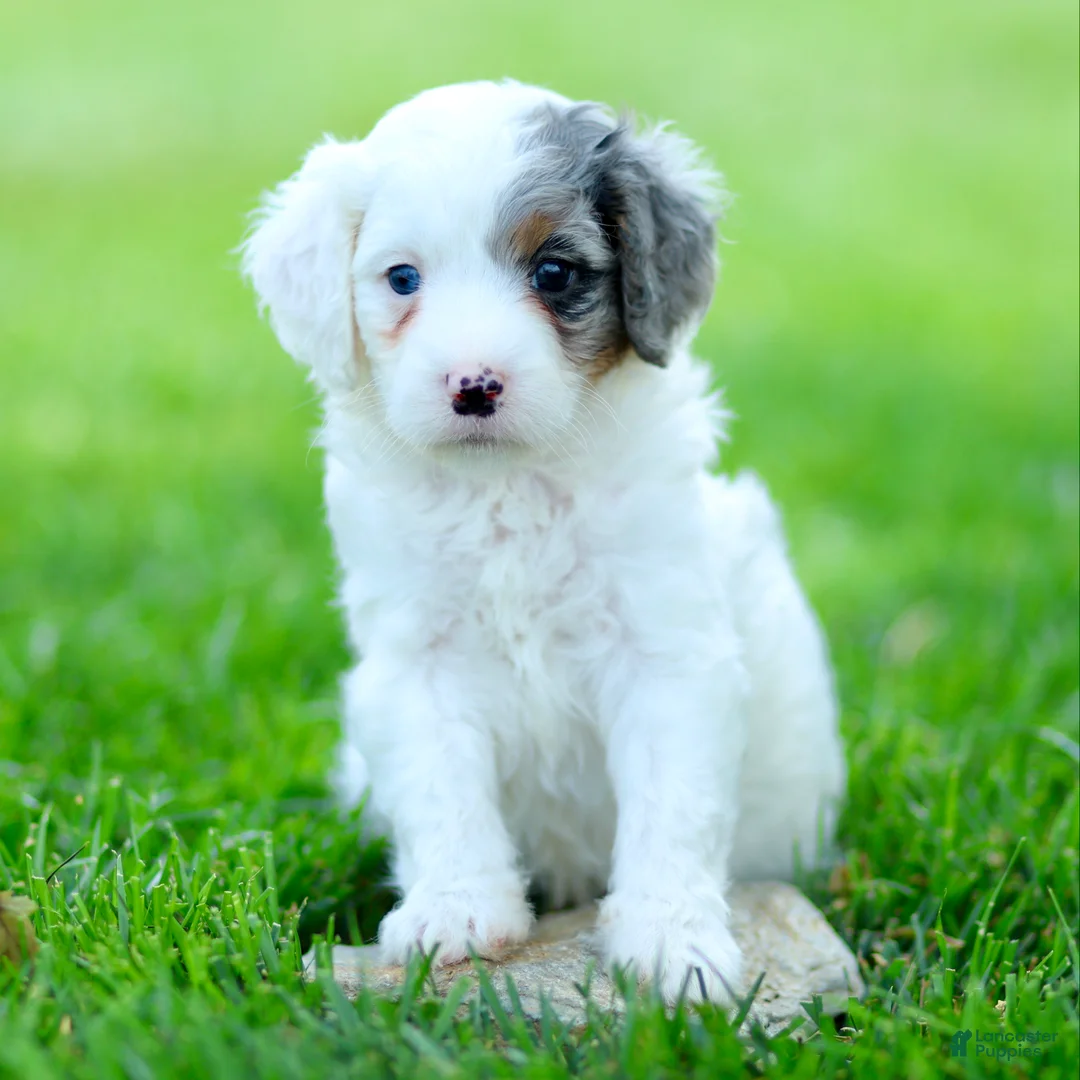 Cavapoo dogs for sale: Elmo - Ad 2
