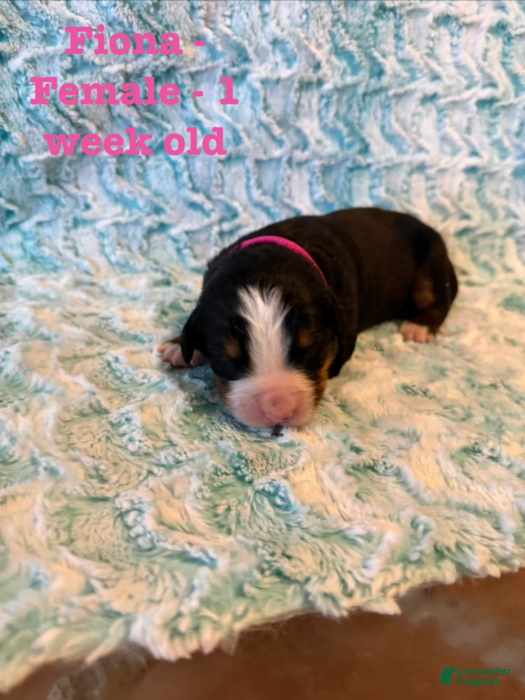 Bernese Mountain Dog dogs for sale: Fiona - Ad 1