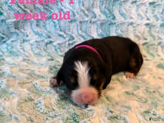 Bernese Mountain Dog dogs Fiona - Ad 3