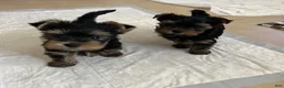 Yorkiepoo dogs for sale: Yorkiepoo Puppy 3 - Ad 7