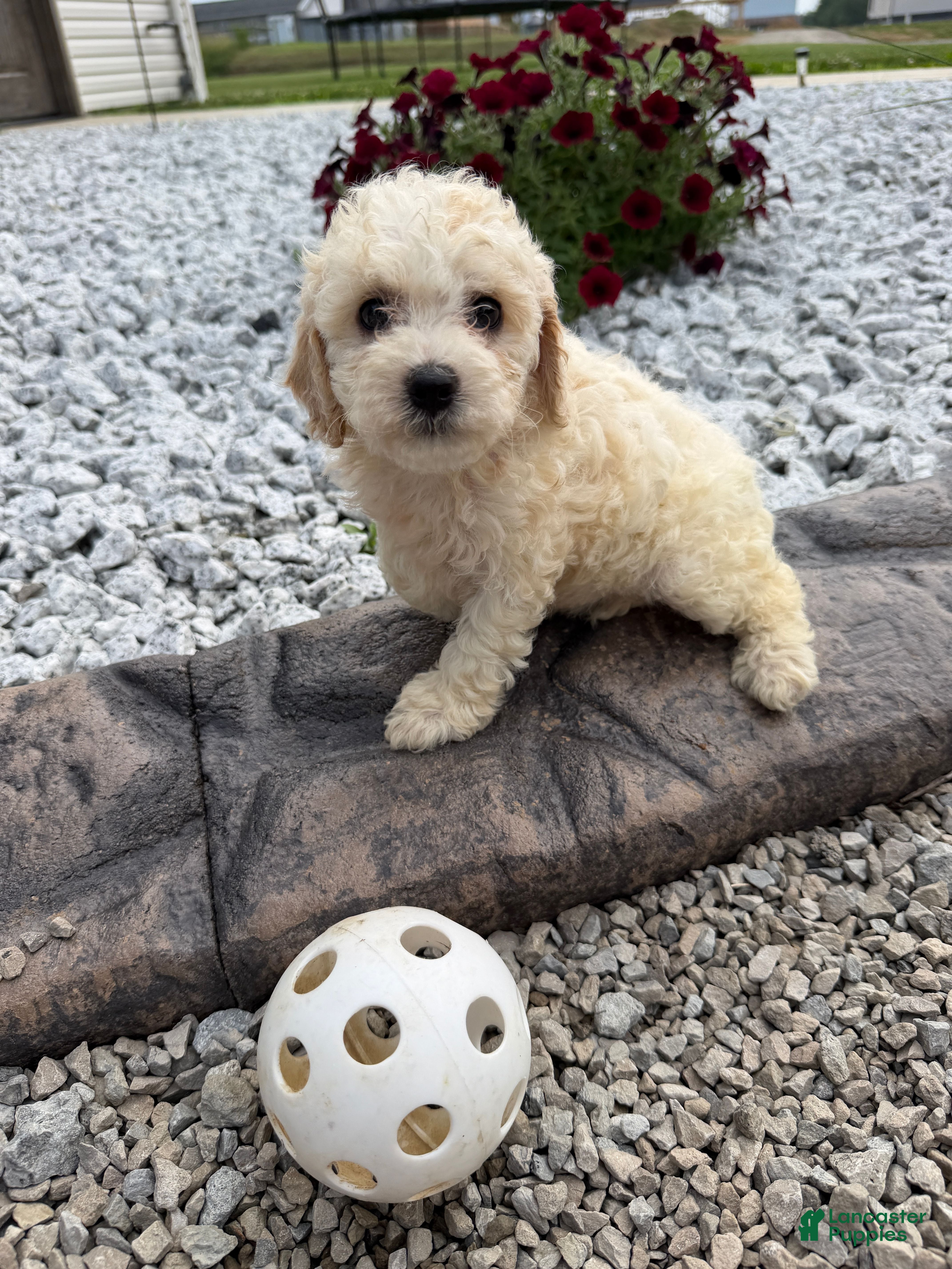 Miniature Poodle dogs Noel - Ad 1
