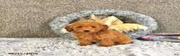 Toy Poodle dogs for sale: Jasper - Ad 4