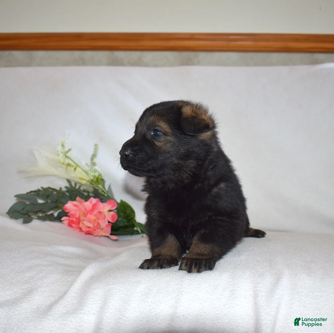 German Shepherd dogs for sale: Sheriff - Ad 4