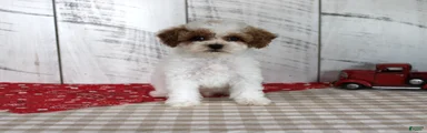 Benny
