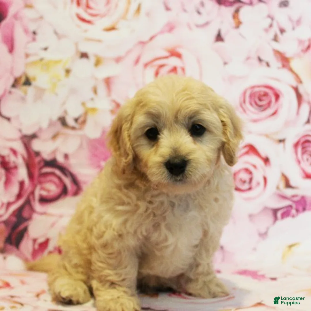 Cavapoo dogs for sale: Dylan - Ad 4