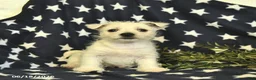 West Highland Terrier dogs for sale: Lilac  - Ad 2