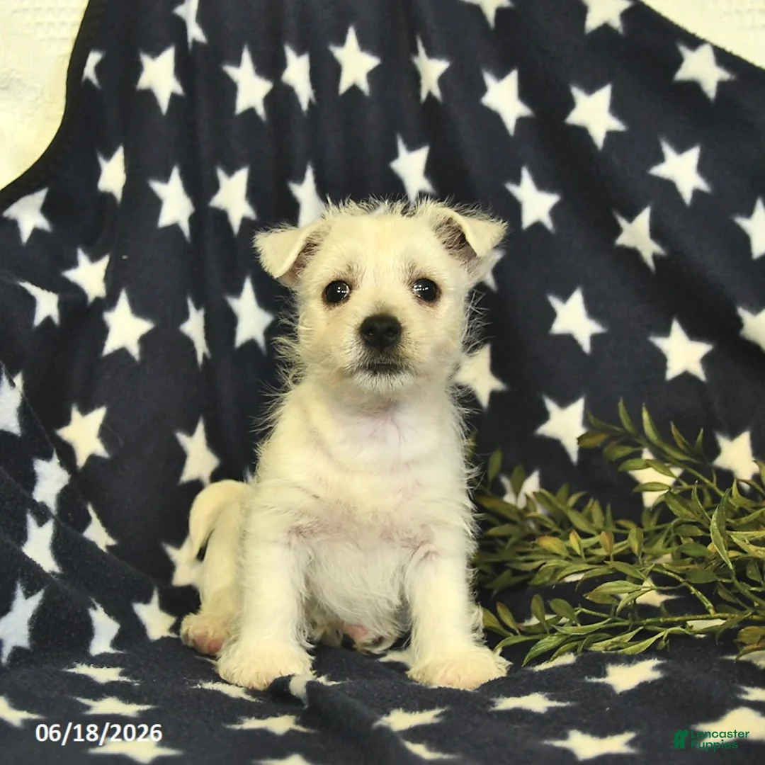 West Highland Terrier dogs for sale: Lilac  - Ad 2