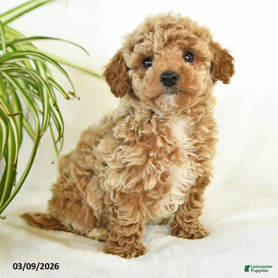 Miniature Poodle dogs Liz  - Ad 2