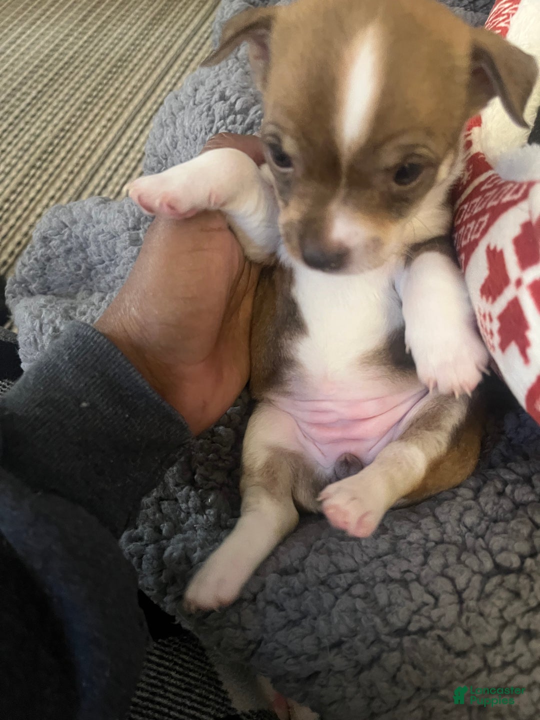 Chihuahua dogs for sale: Chihuahua Puppy 4 - Ad 3
