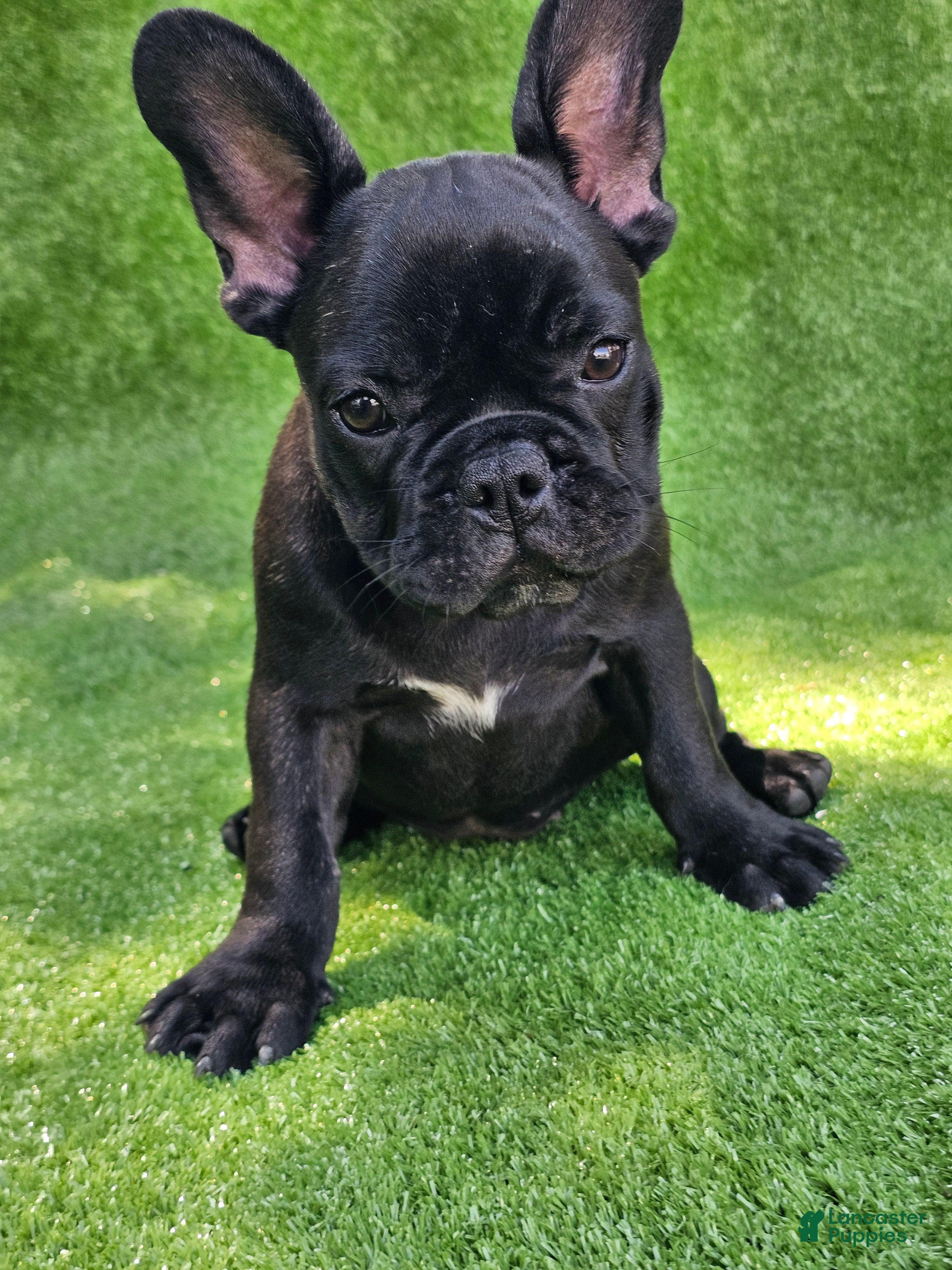 French Bulldog dogs Guava - Ad 2
