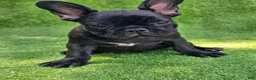 French Bulldog dogs for sale: Guava - Ad 2