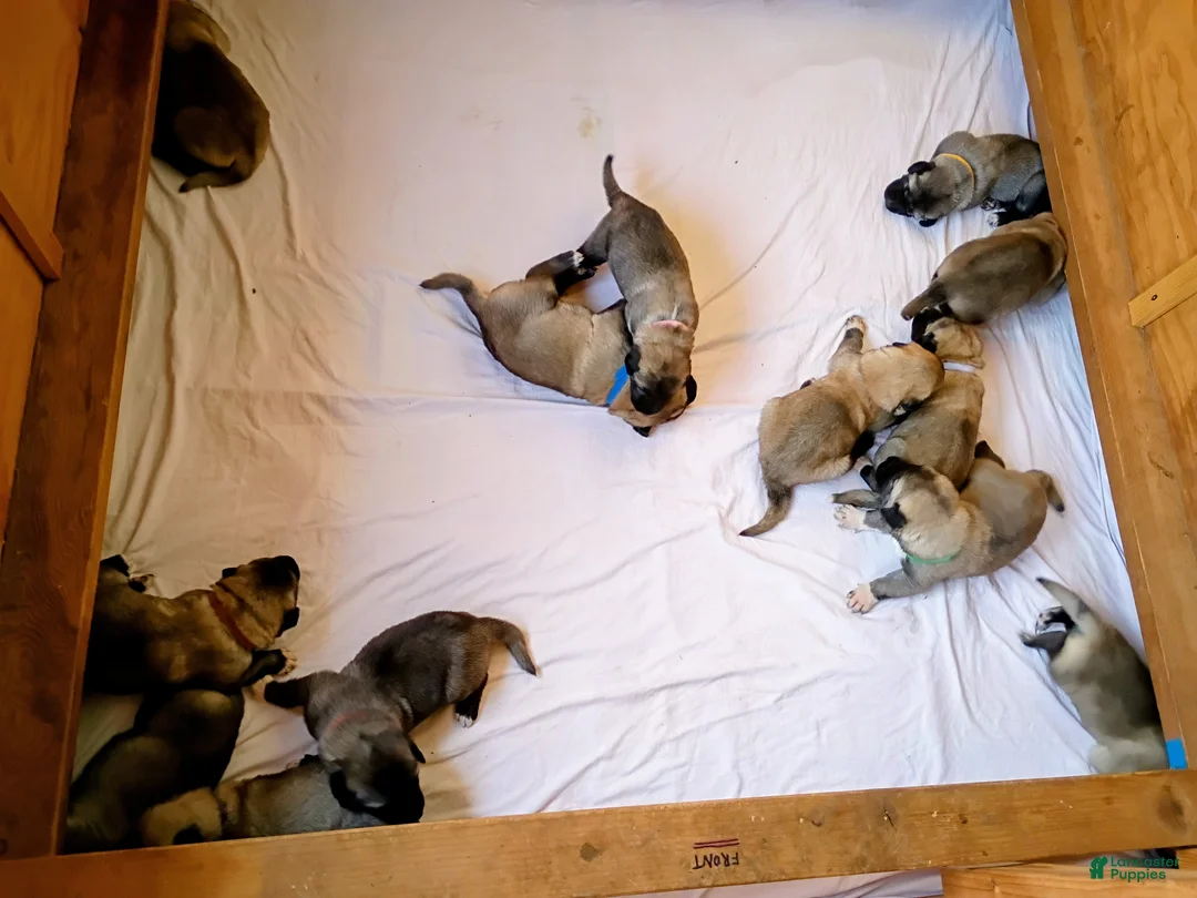 Anatolian Shepherd dogs for sale: Anatolian Shepherd 10 - Ad 1