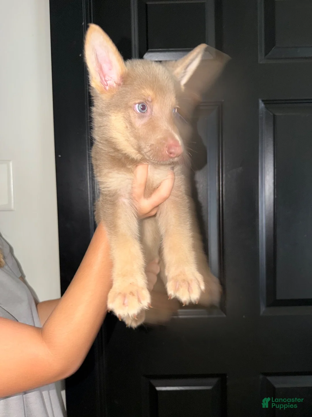 German Shepherd dogs for sale: German Shepherd 2 - Ad 4