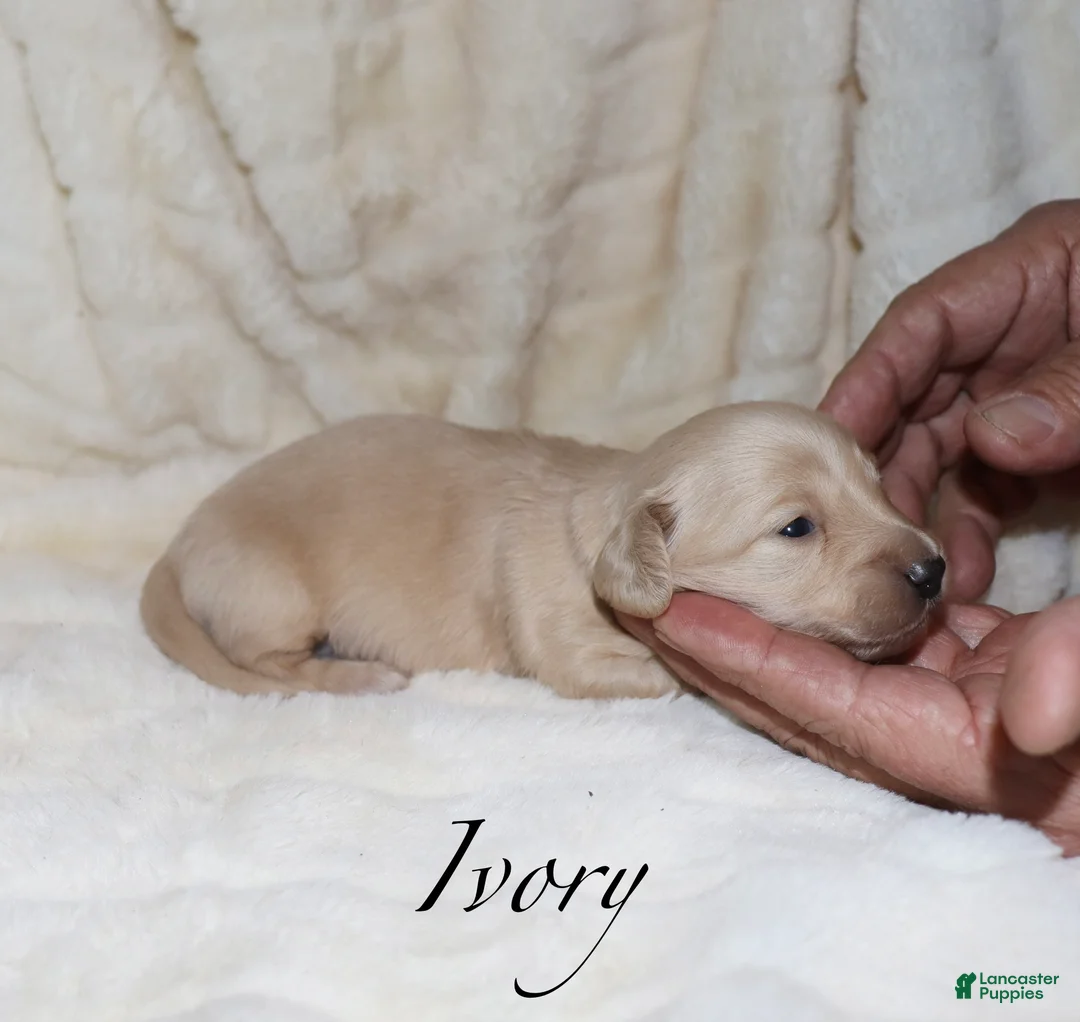 Dachshund dogs for sale: Ivory - Ad 4