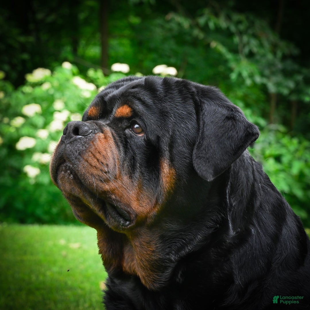 Rottweiler dogs for sale: Beretta - Ad 18