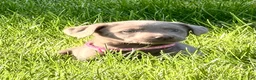Labrador Retriever dogs for sale: Nova - Ad 3