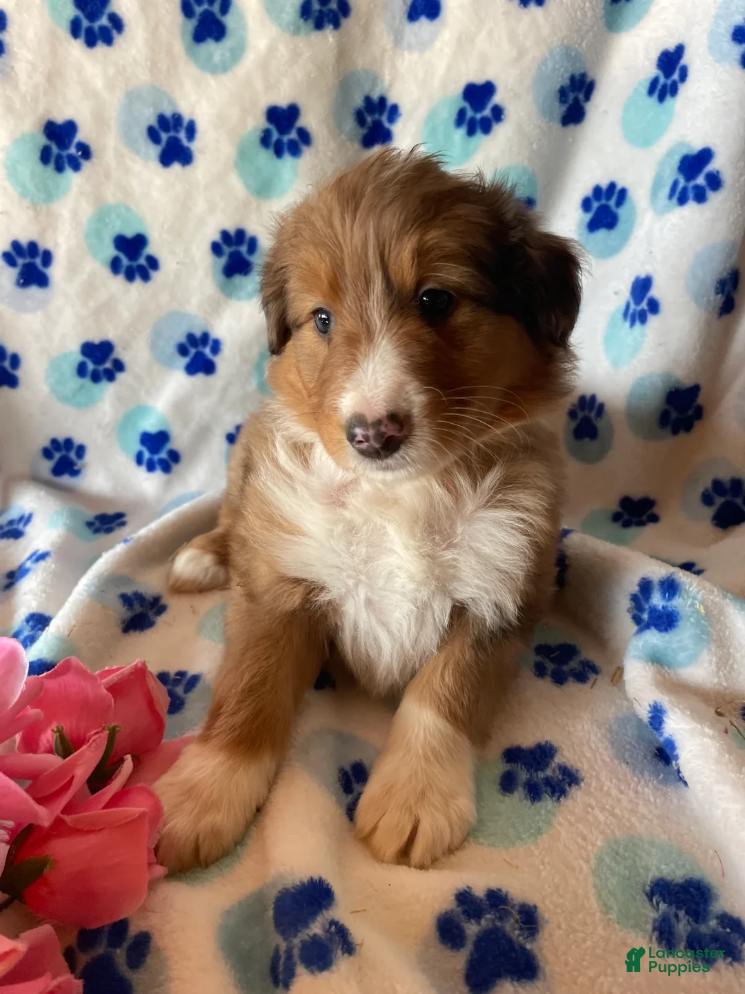 Mixed Breed dogs for sale: Bonnie - Ad 2