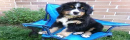 Bernese Mountain Dog dogs for sale: Teresa - Ad 5