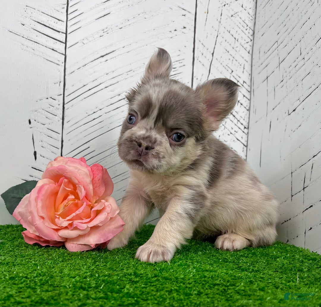 French Bulldog dogs for sale: Charlotte - Ad 1