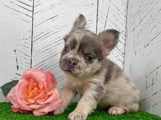 French Bulldog dogs Charlotte - Ad 4