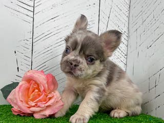French Bulldog dogs Charlotte - Ad 21