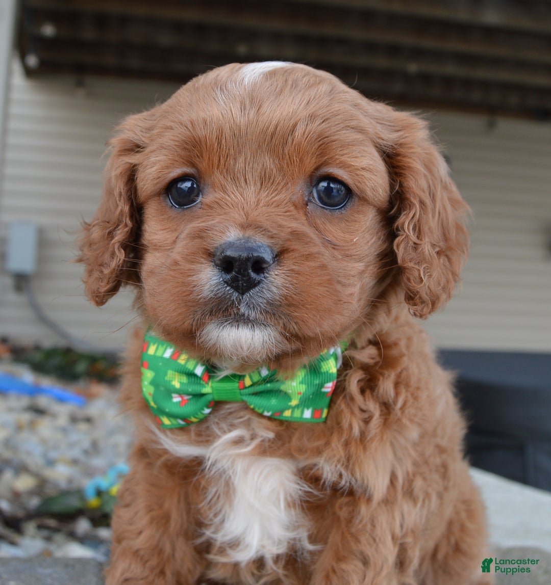 Cavapoo dogs for sale: Cora - Ad 14