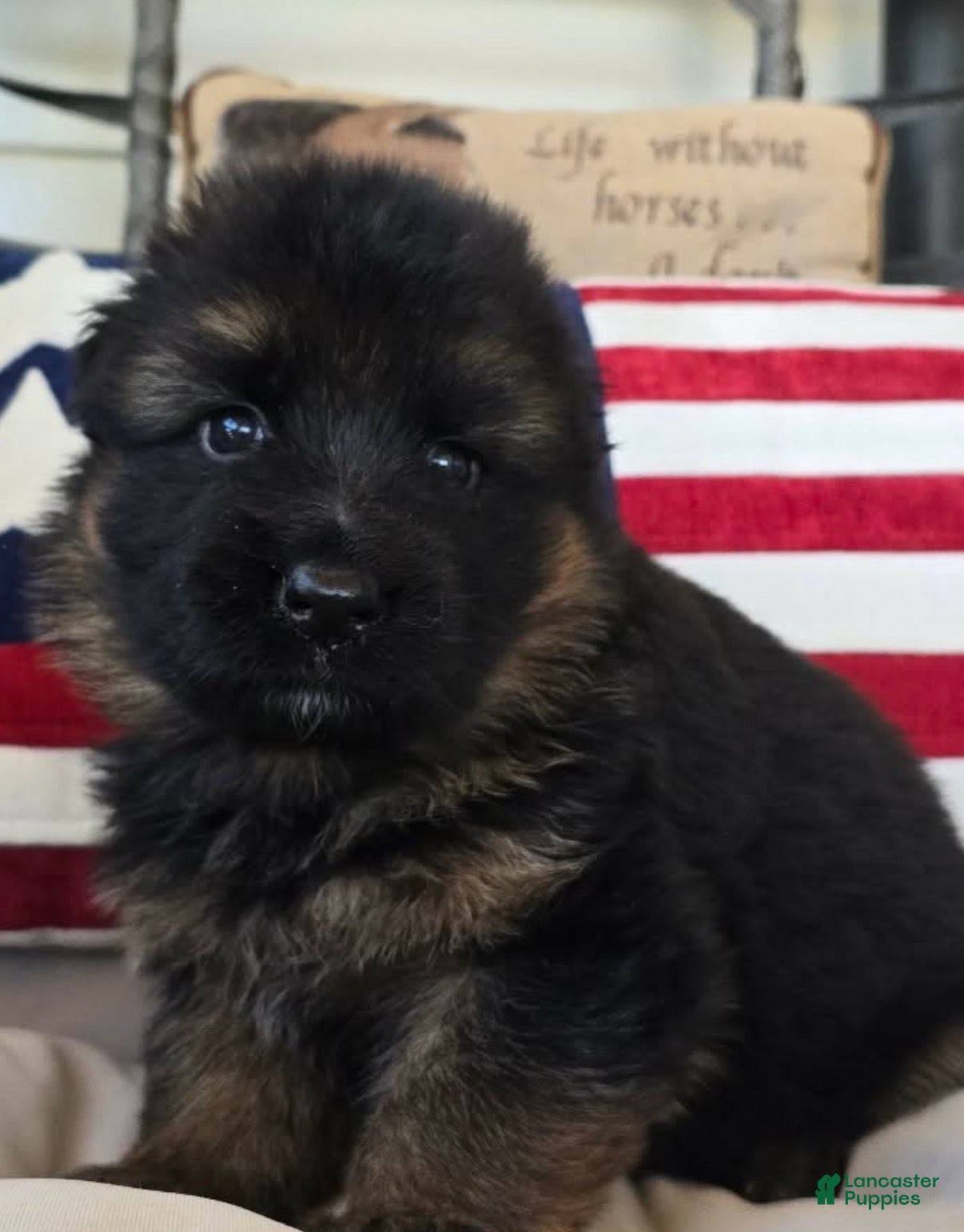 German Shepherd dogs Purple - Ad 2
