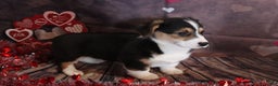 Welsh Corgi Pembroke dogs for sale: hayden - Ad 5