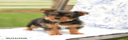 Yorkshire Terrier dogs for sale: Teddy - Ad 4