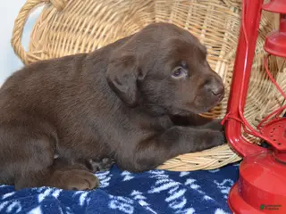 Labrador Retriever dogs Rascal - Ad 9