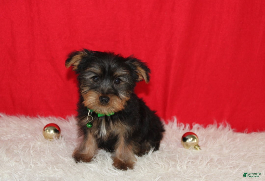 Yorkshire Terrier dogs for sale: Dustin - Ad 16