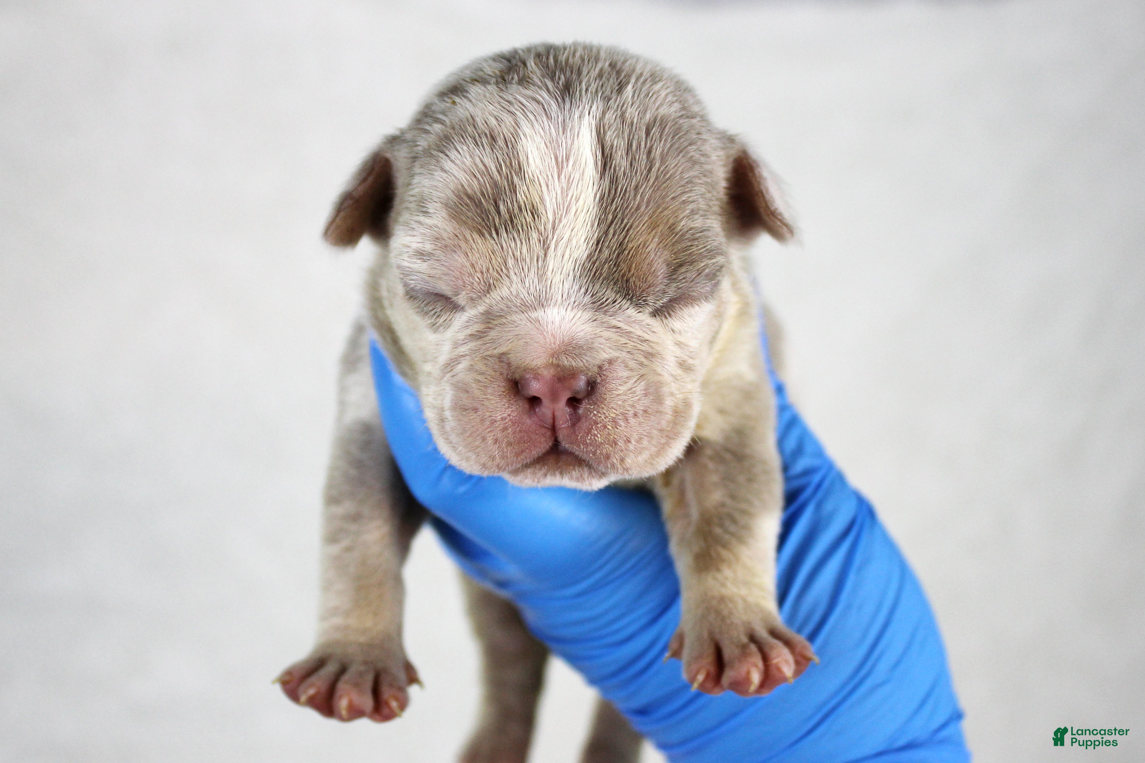 American Bully dogs Lilac Merle Female - Ad 34