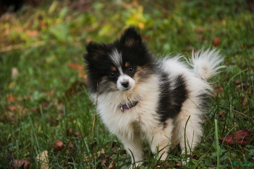 Pomeranian dogs for sale: Persephone Pomeranian  - Ad 1