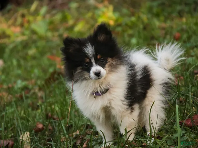 Pomeranian dogs for sale: Persephone Pomeranian - Ad 1
