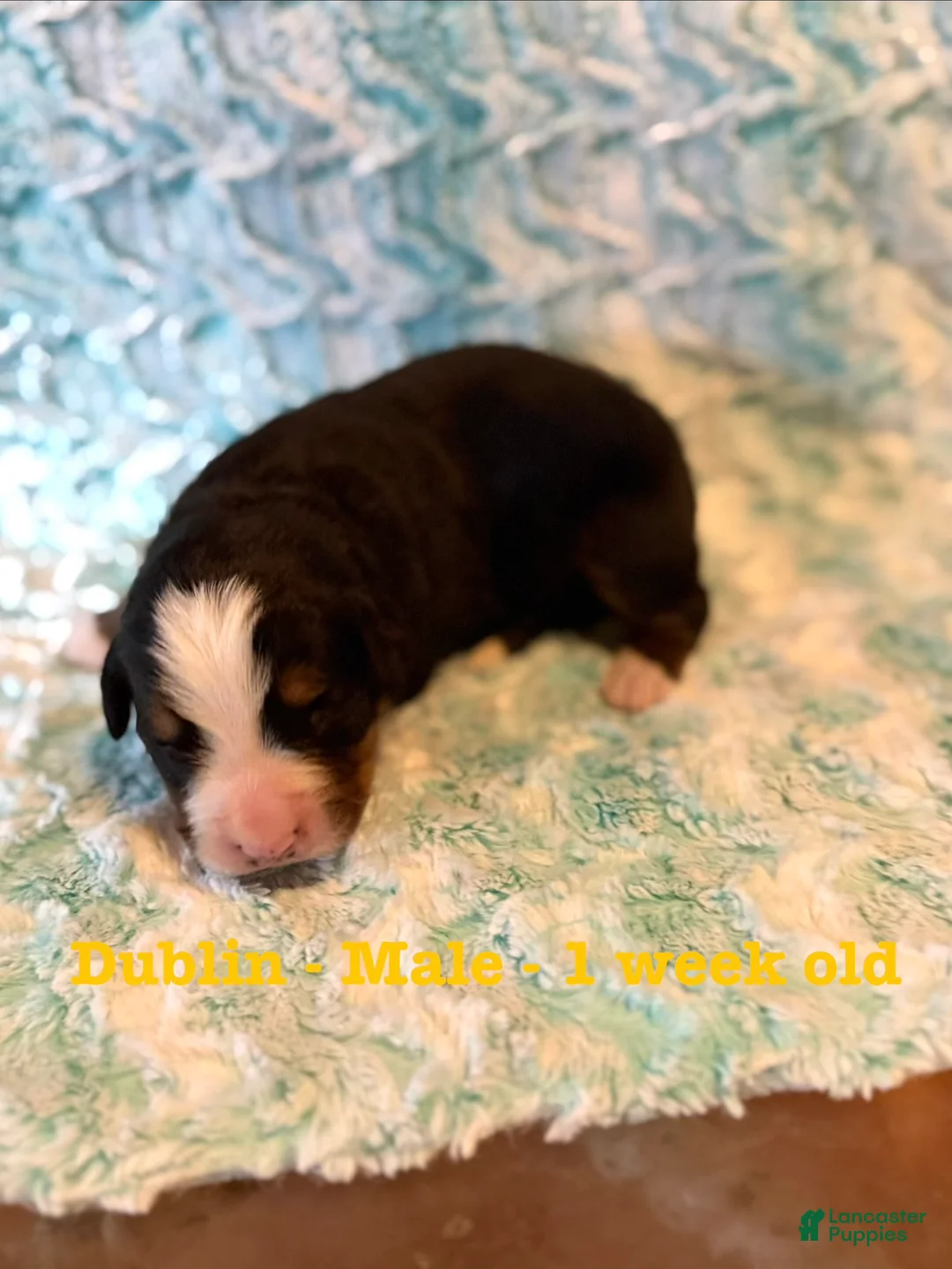 Bernese Mountain Dog dogs for sale: Dublin - Ad 2