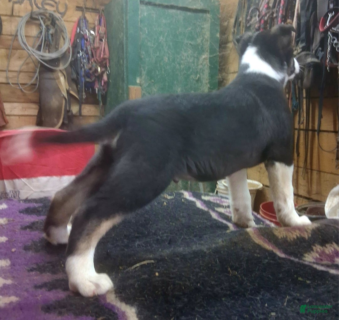 Border Collie dogs for sale: Border Collie Puppy 4 - Ad 8