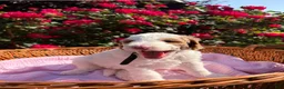 Goldendoodle dogs for sale: Goldendoodle Puppy 3 - Black - Female - Ad 3