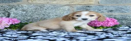 English Cocker Spaniel dogs for sale: Tina - Ad 5