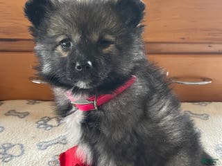 Pomeranian dogs Polly - Ad 41