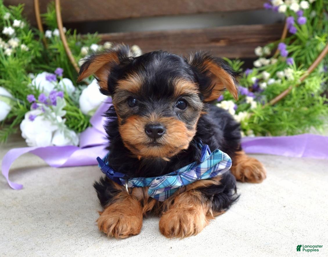 Yorkshire Terrier dogs Finn - Ad 2