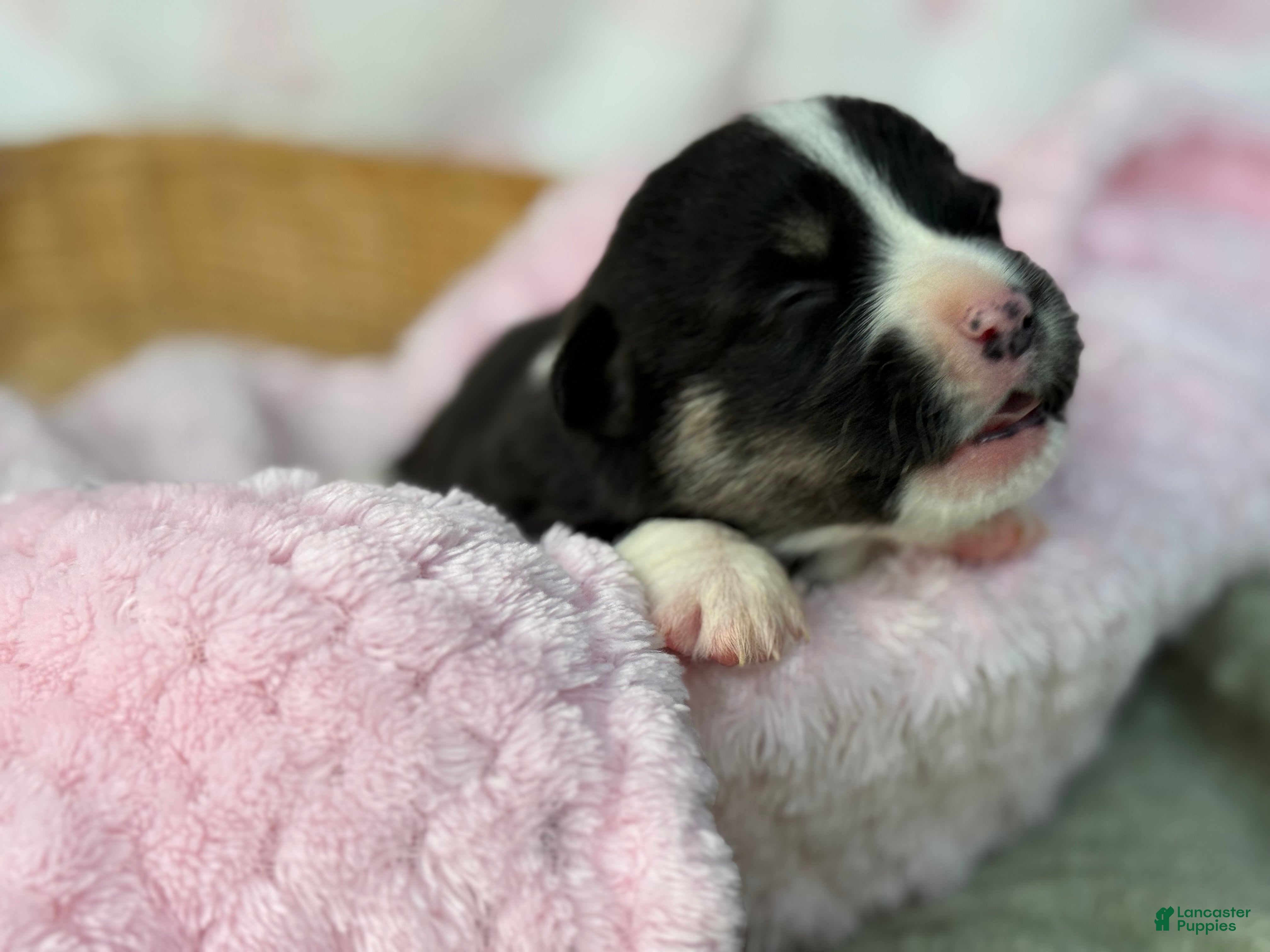 Mixed Breed dogs Black Full tail - Ad 23