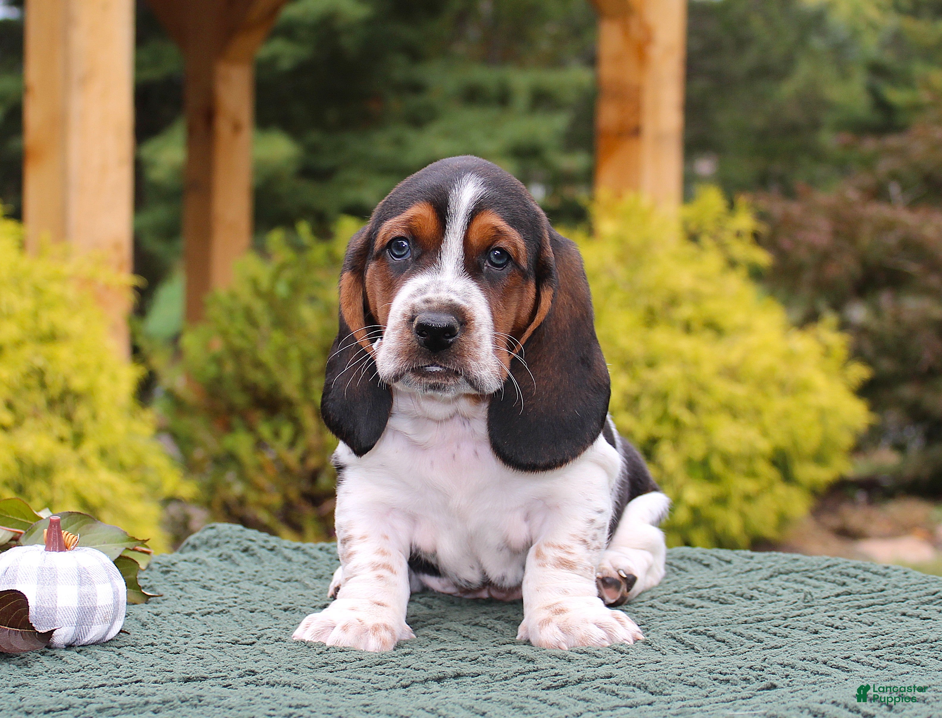 Genuine Basset Miniature Basset Hounds For Sale Near Me Black