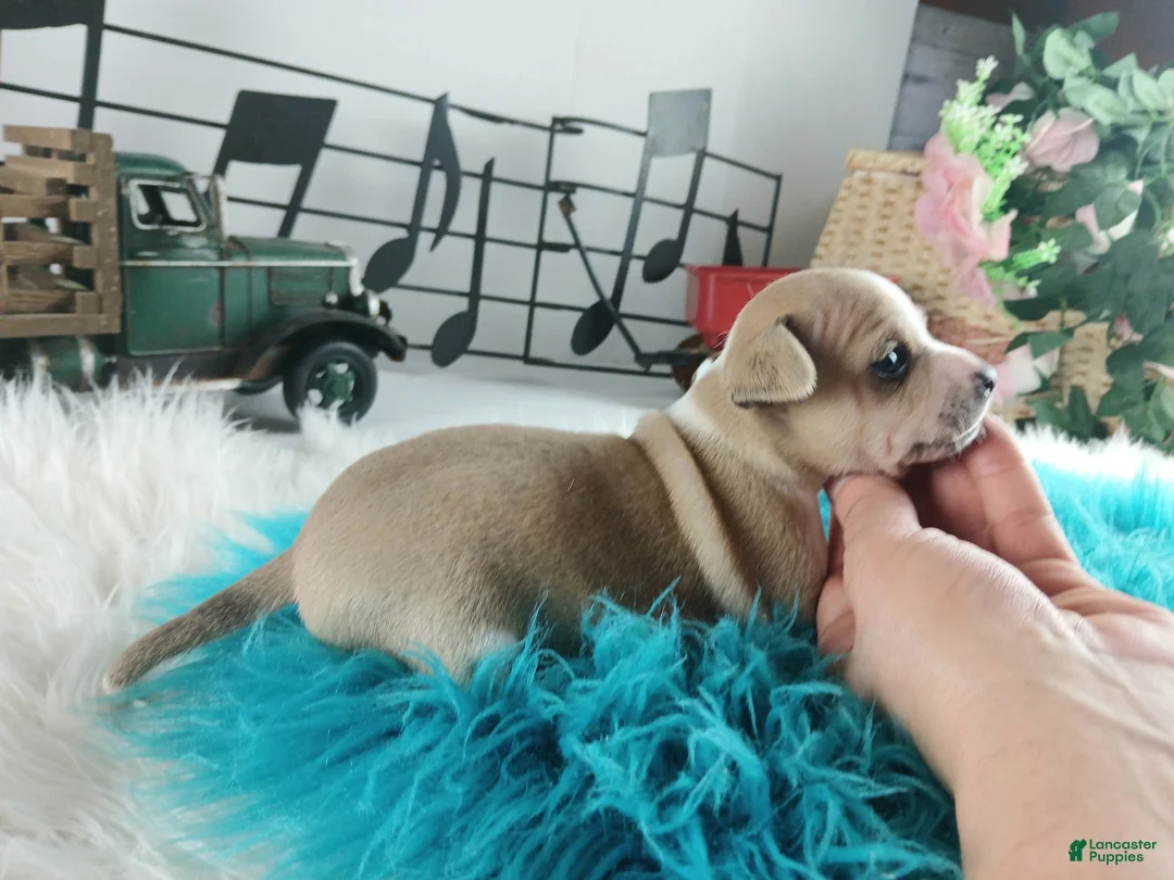 Chihuahua dogs for sale: Cece's fawn/white boy, NATIONWIDE DELIVERY  - Ad 4