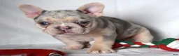 French Bulldog dogs for sale: Tallulla - Ad 4