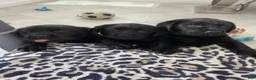 Labrador Retriever dogs for sale: Labrador Retriever 2 Honey  - Ad 16