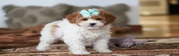 Mini Bernedoodle dogs for sale: Ivy - Ad 4