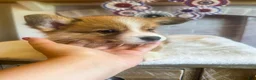 Welsh Corgi Pembroke dogs for sale: Fettucine (Fat Boy) - Ad 3